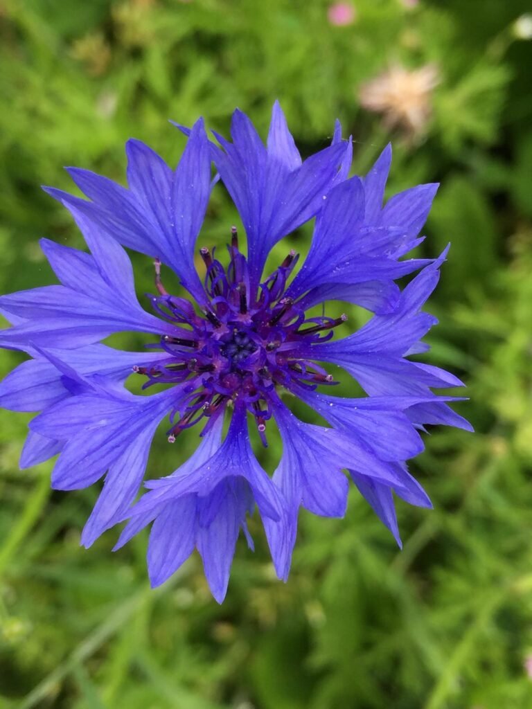 Bleuet